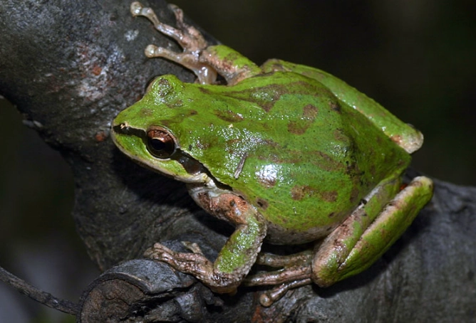 tree frog identification