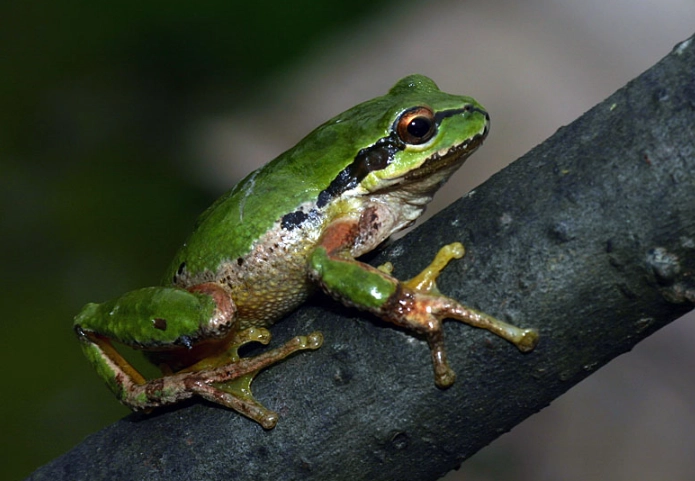pacific tree frog sound