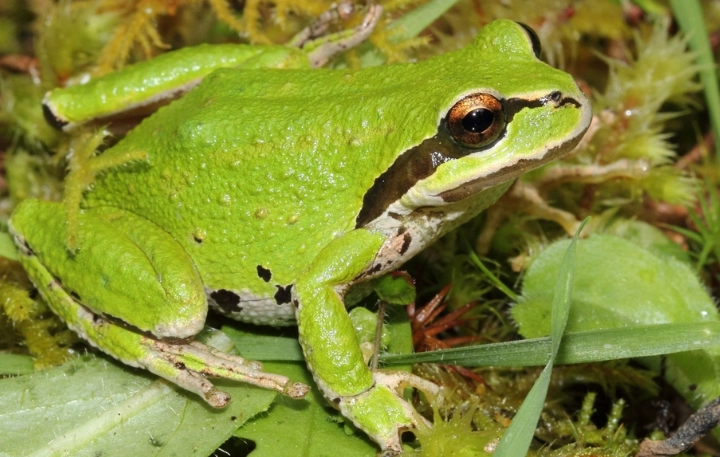 pacific tree frog care