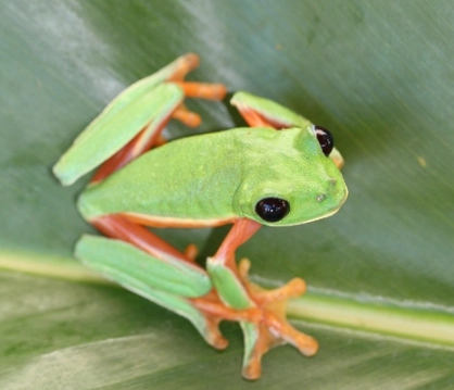 black eyed tree frog care