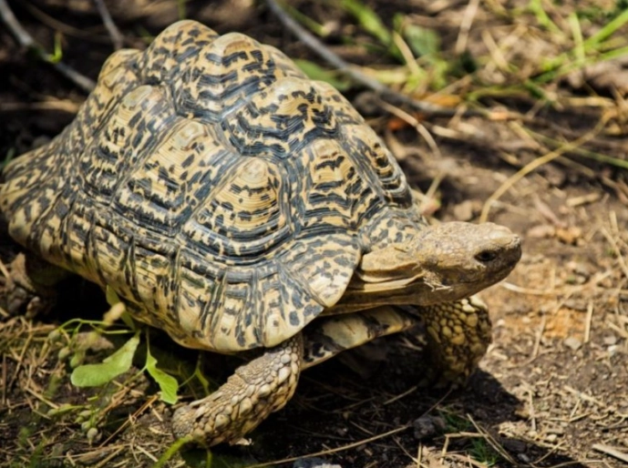 Leopard Tortoise diet