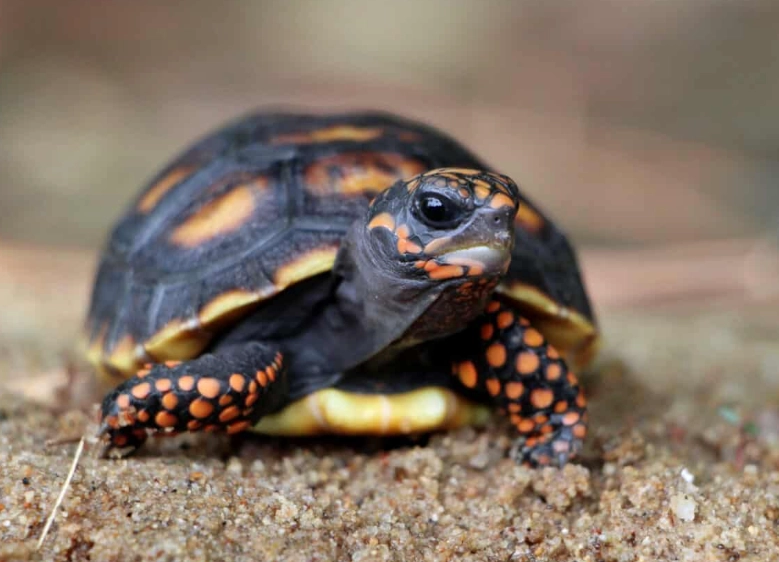 Red-footed Tortoise care
