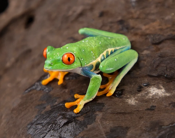 red eye tree frog care