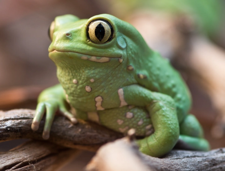 waxy monkey tree frog for sale