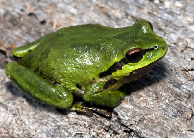 pacific tree frog care