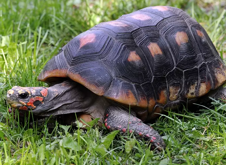 Red-footed Tortoise habitat