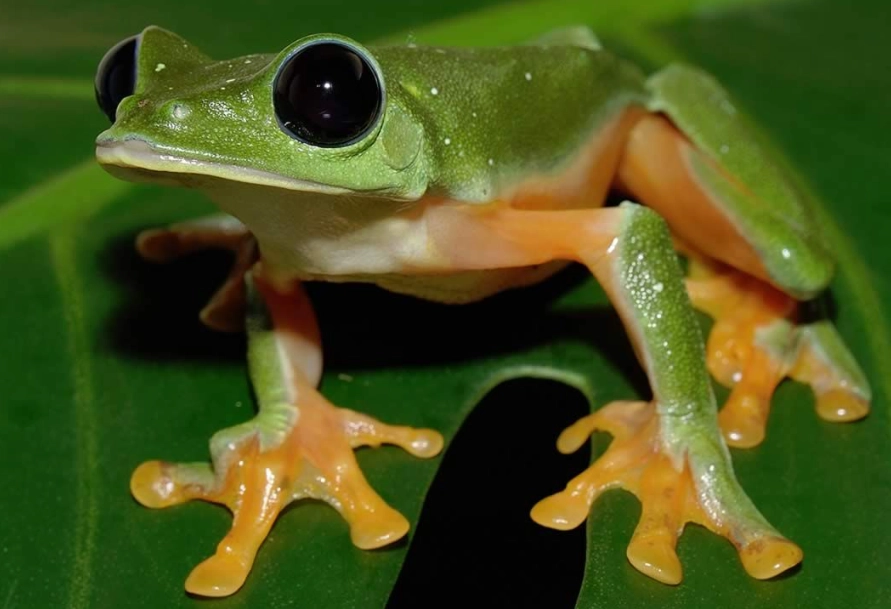 black eyed tree frog for sale