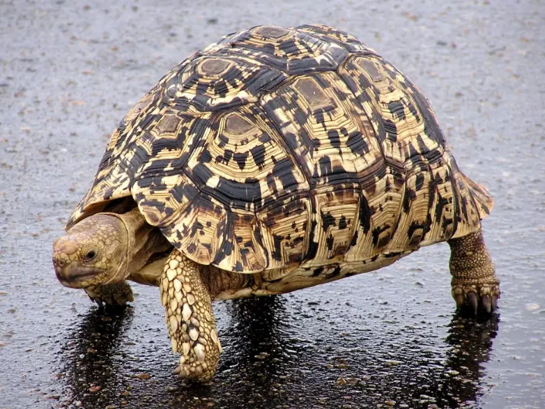 Leopard Tortoise care