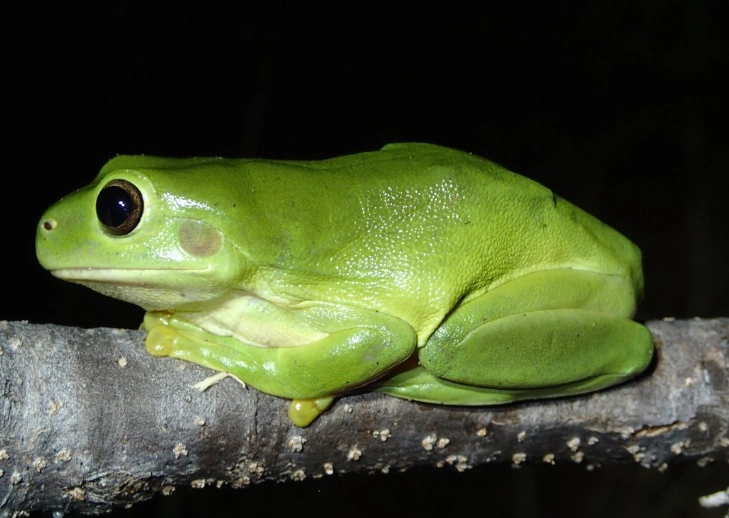 white's tree frog habitat