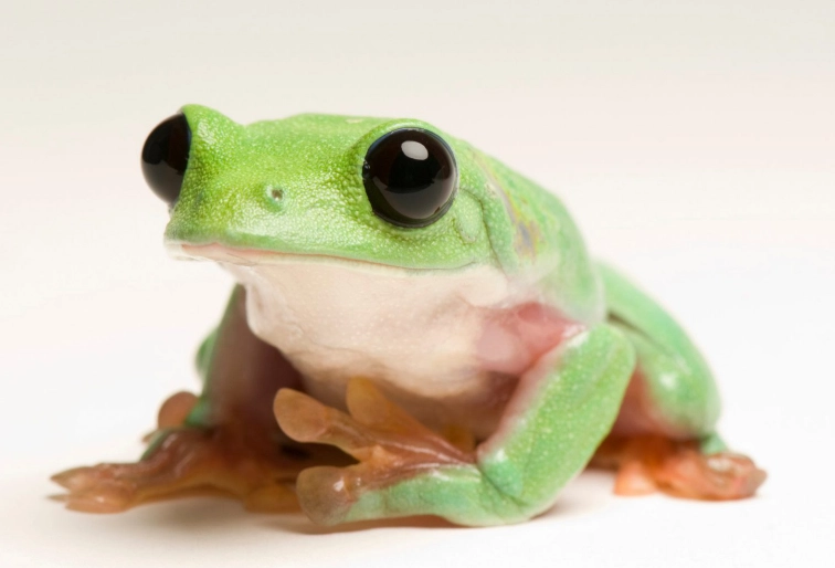 black eyed tree frog care