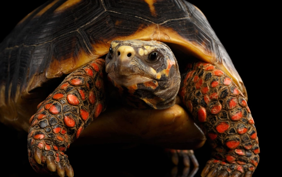 Red-footed Tortoise diet