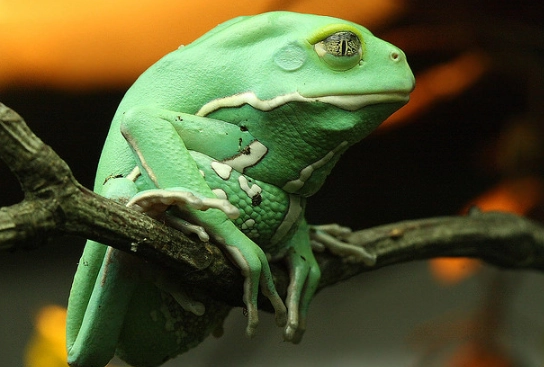 waxy monkey tree frog care