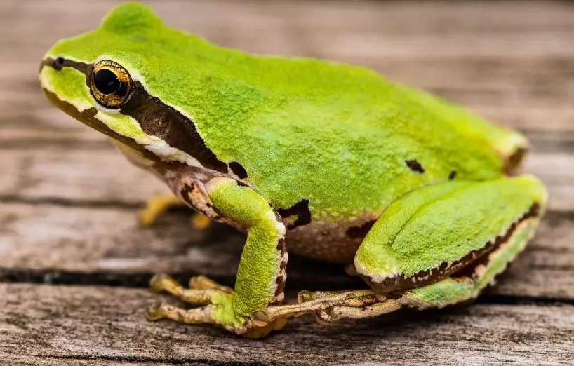 tree frog identification