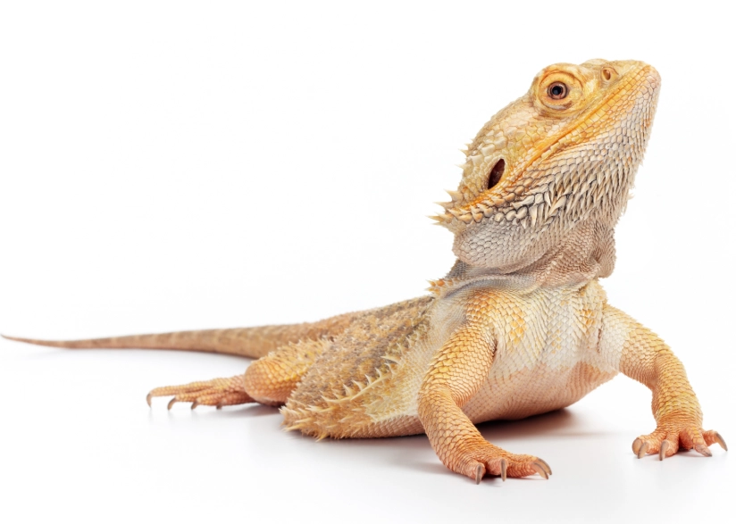 bearded dragon care
