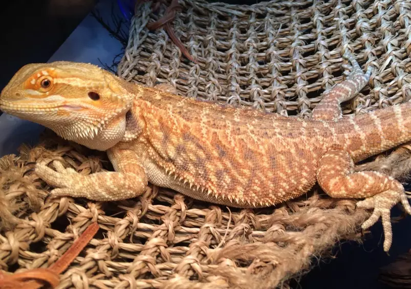 bearded dragon habitat setup