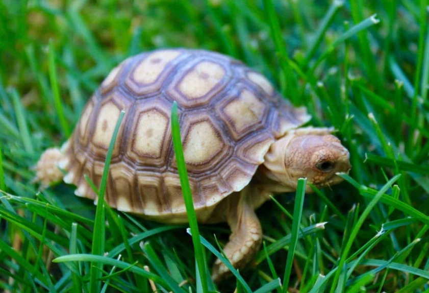 Sulcata Tortoise enclosure