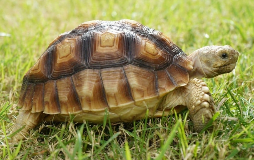 Sulcata Tortoise enclosure