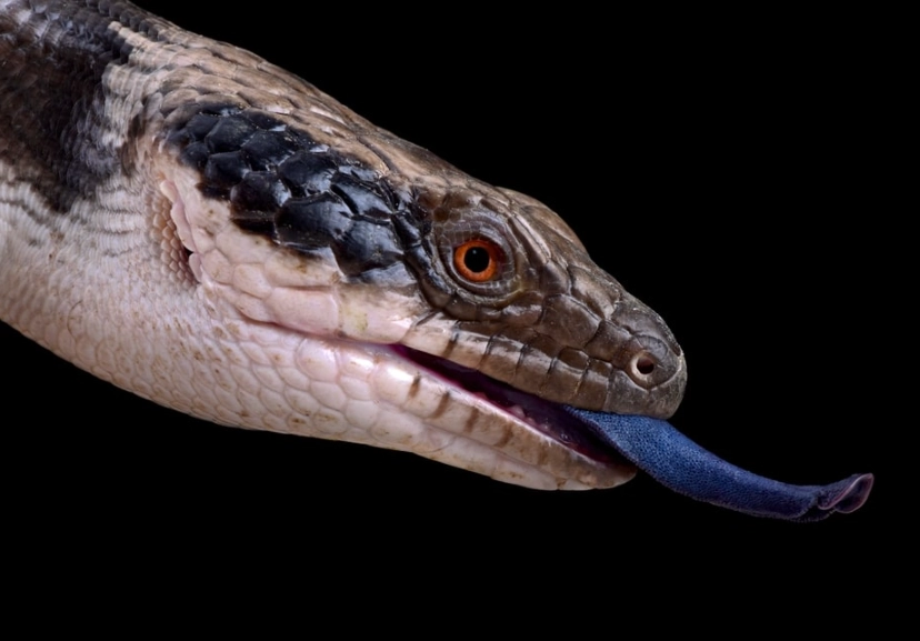 blue tongue skink habitat