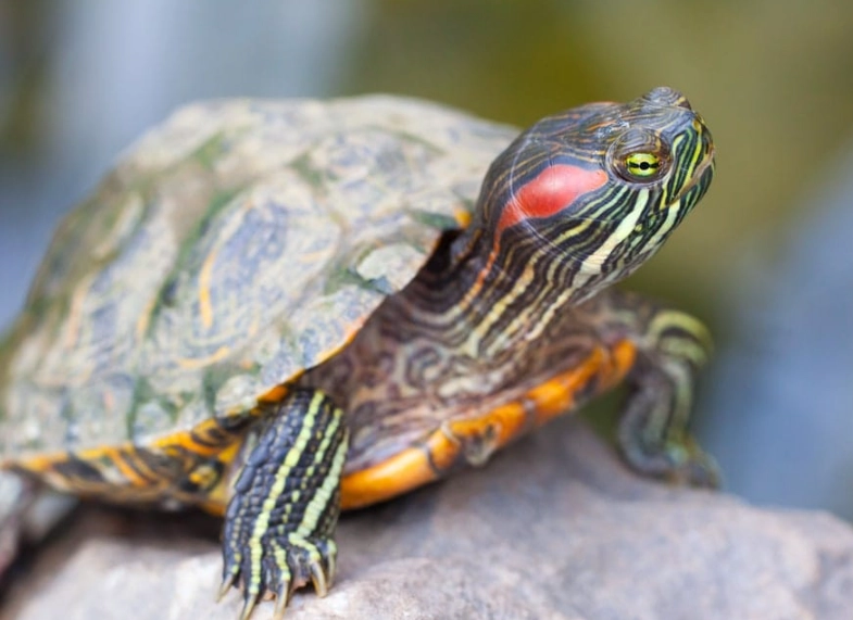 red-eared slider care