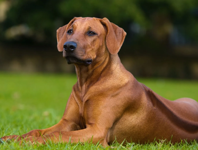 Razorback Ridgeback characteristics