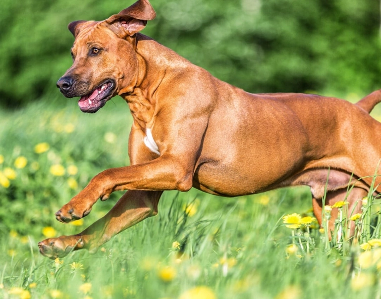 Razorback Ridgeback dog