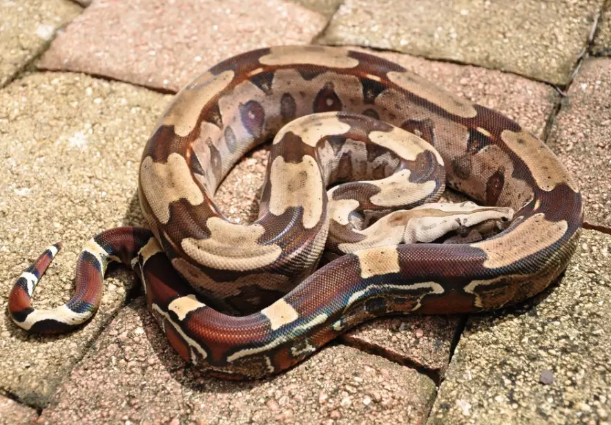 red tailed boa care sheet red tailed boa care sheet