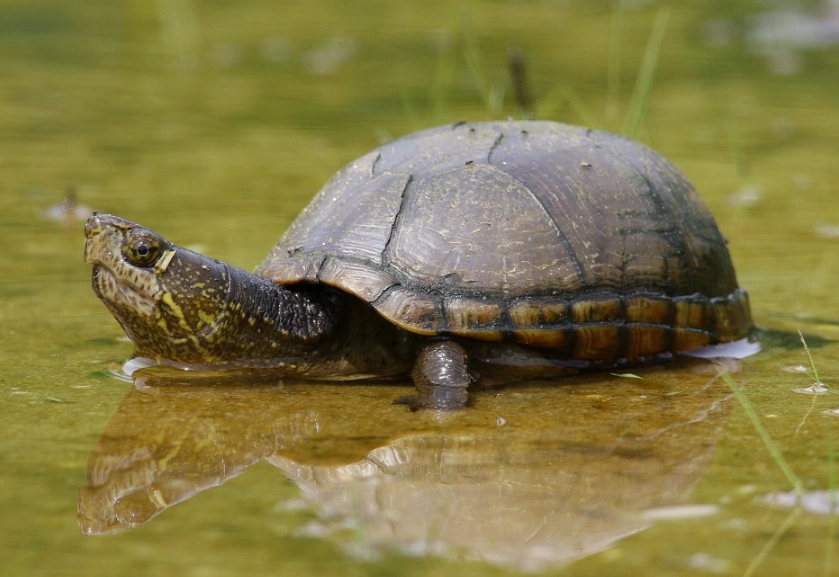 mud turtle species