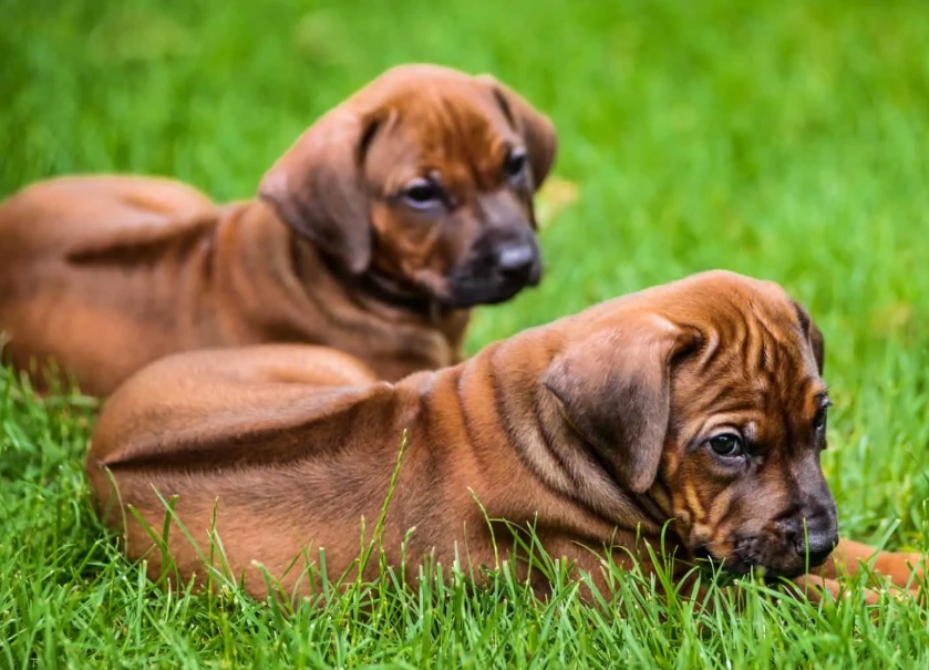 Razorback Ridgeback dog