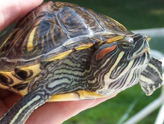 red-eared slider care