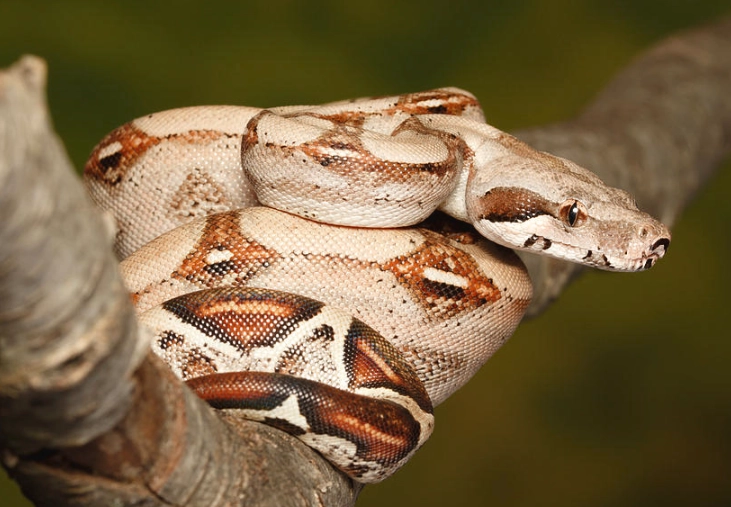 red tailed boa for sale red tailed boa for sale