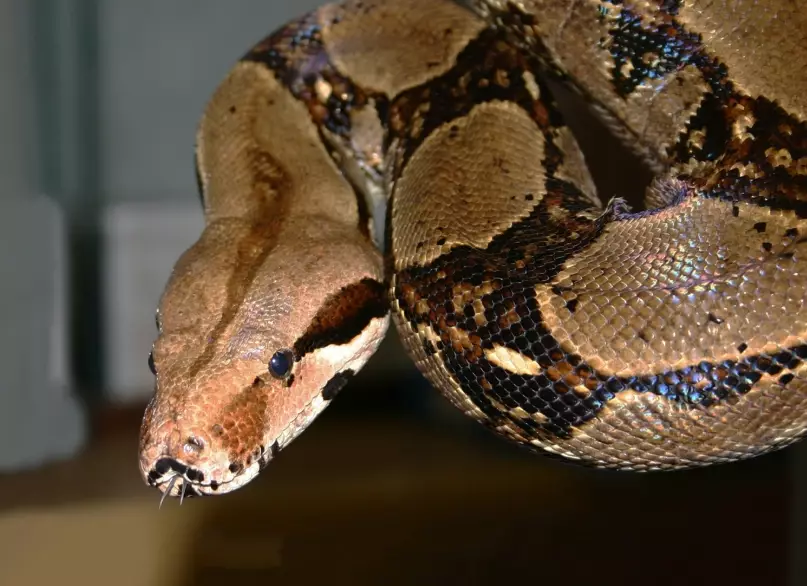 red tailed boa for sale red tailed boa for sale