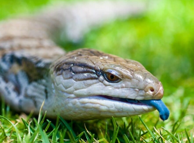 blue tongue skink habitat