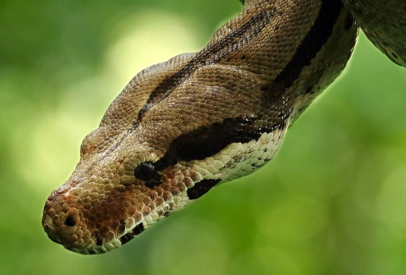 red tailed boa care sheet red tailed boa care sheet