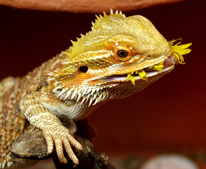 bearded dragon habitat setup