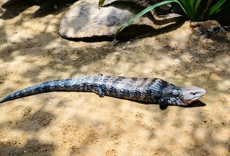blue-tongued skink pet