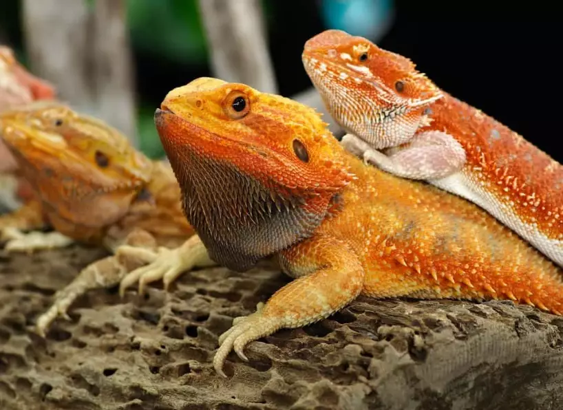 bearded dragon care