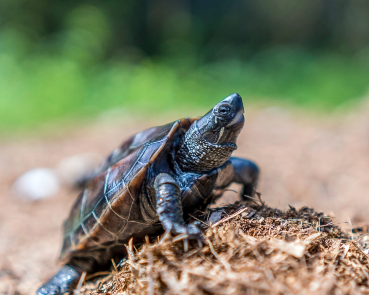 Chinese Pond Turtle care