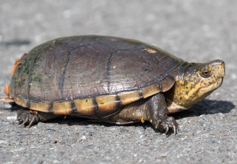 mud turtle habitat