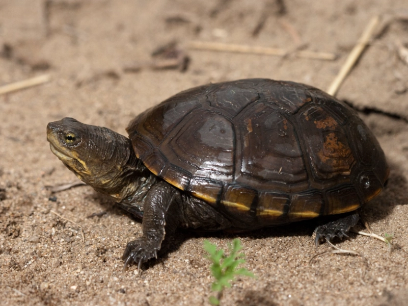 mud turtle care