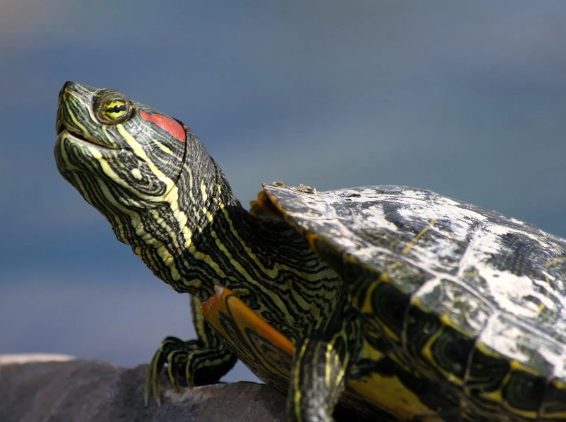 red-eared slider care