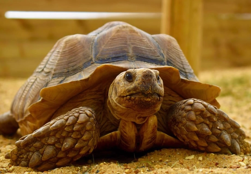 Sulcata Tortoise diet
