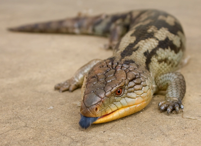 blue tongue skink care