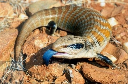 blue tongue skink care