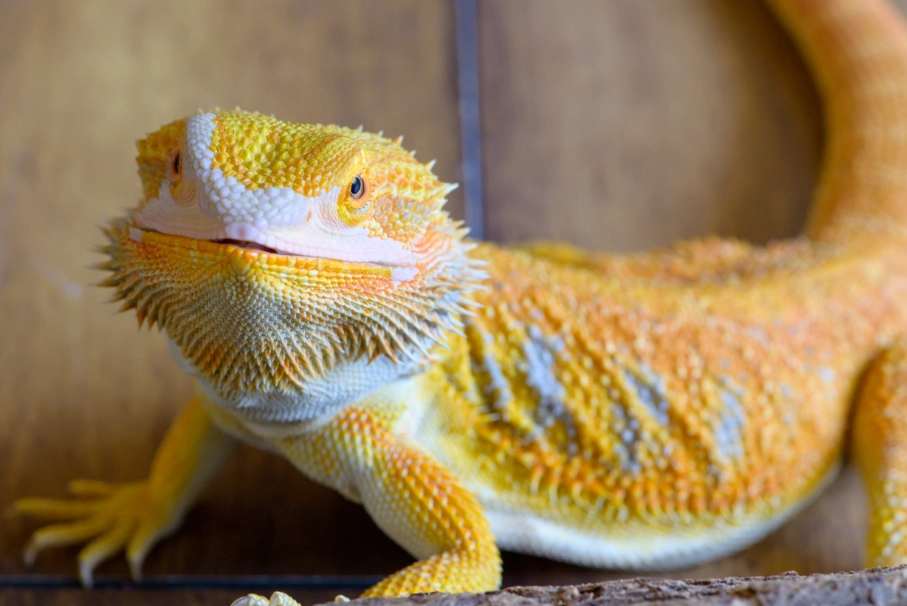 bearded dragon diet