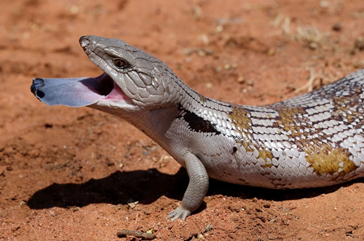 blue tongue skink care
