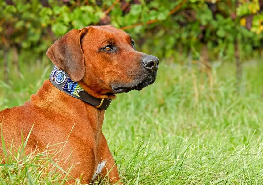 Razorback Ridgeback characteristics