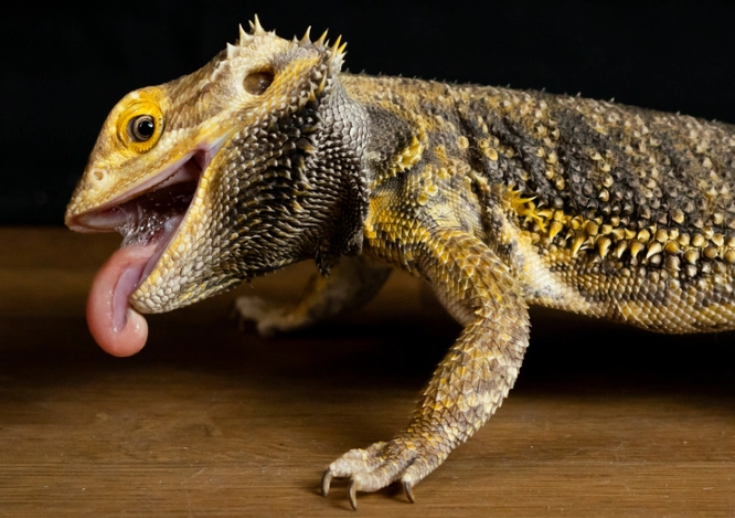 bearded dragon diet