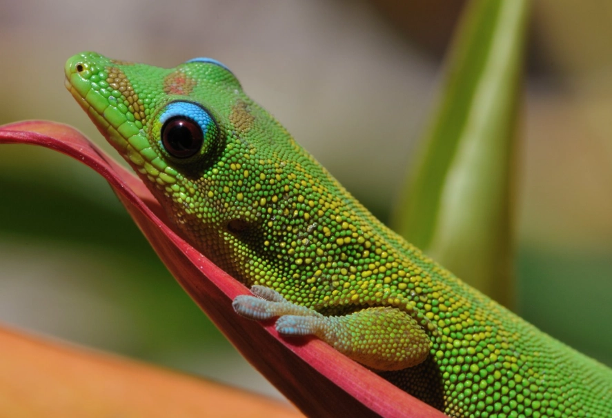 popular day gecko types
