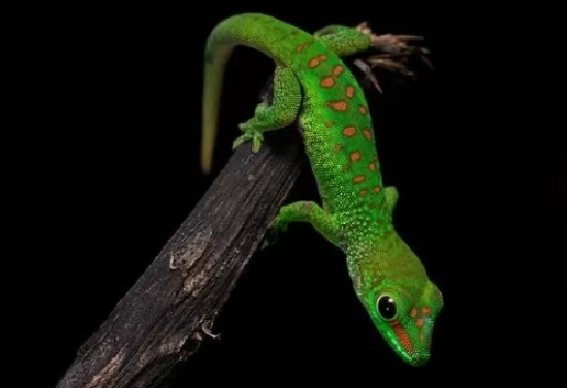 day gecko care