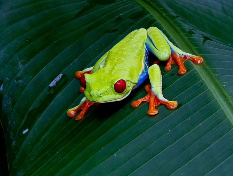 red eyed tree frog care red eyed tree frog care